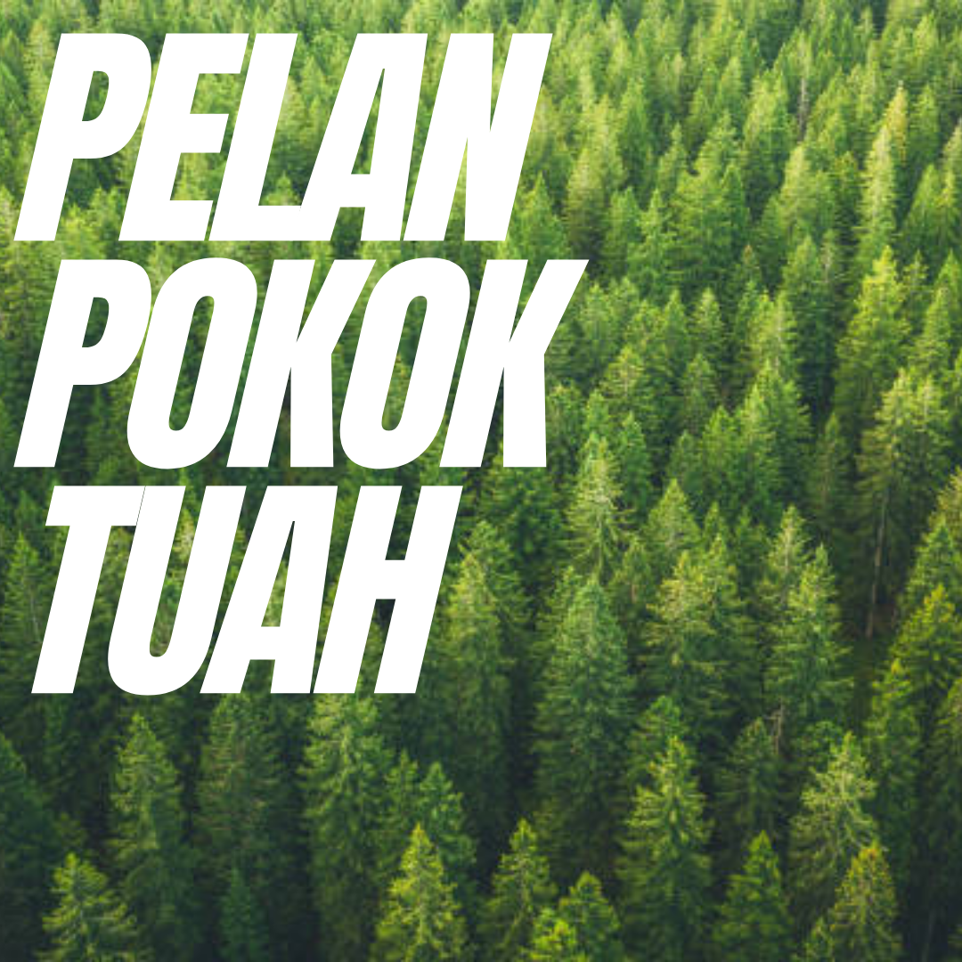 Pelan Pokok Tuah