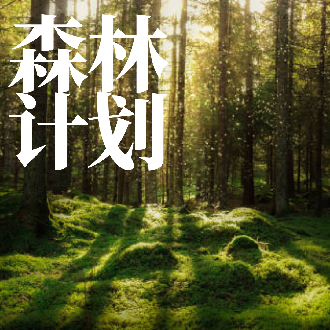 森林计划